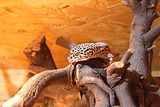 24 - Leopardgecko